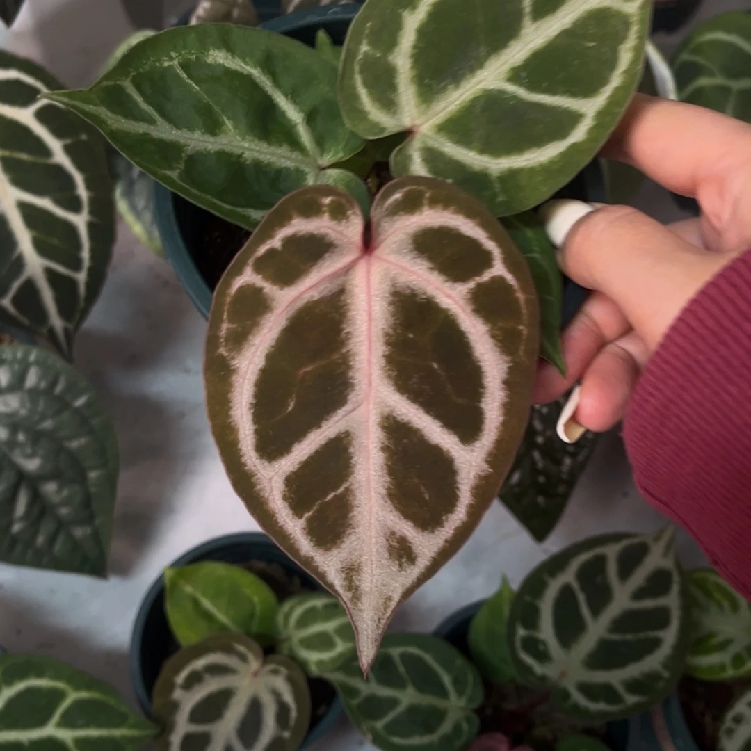 无花朵粉色面纱杂