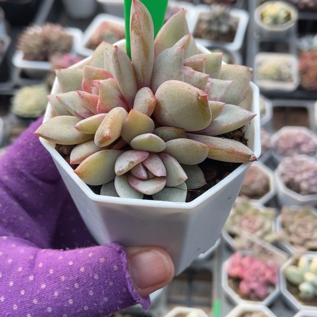 1664德国香槟多肉植物