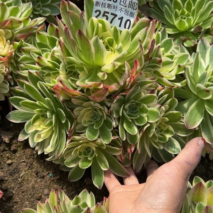 25710伊丽莎白多肉植物