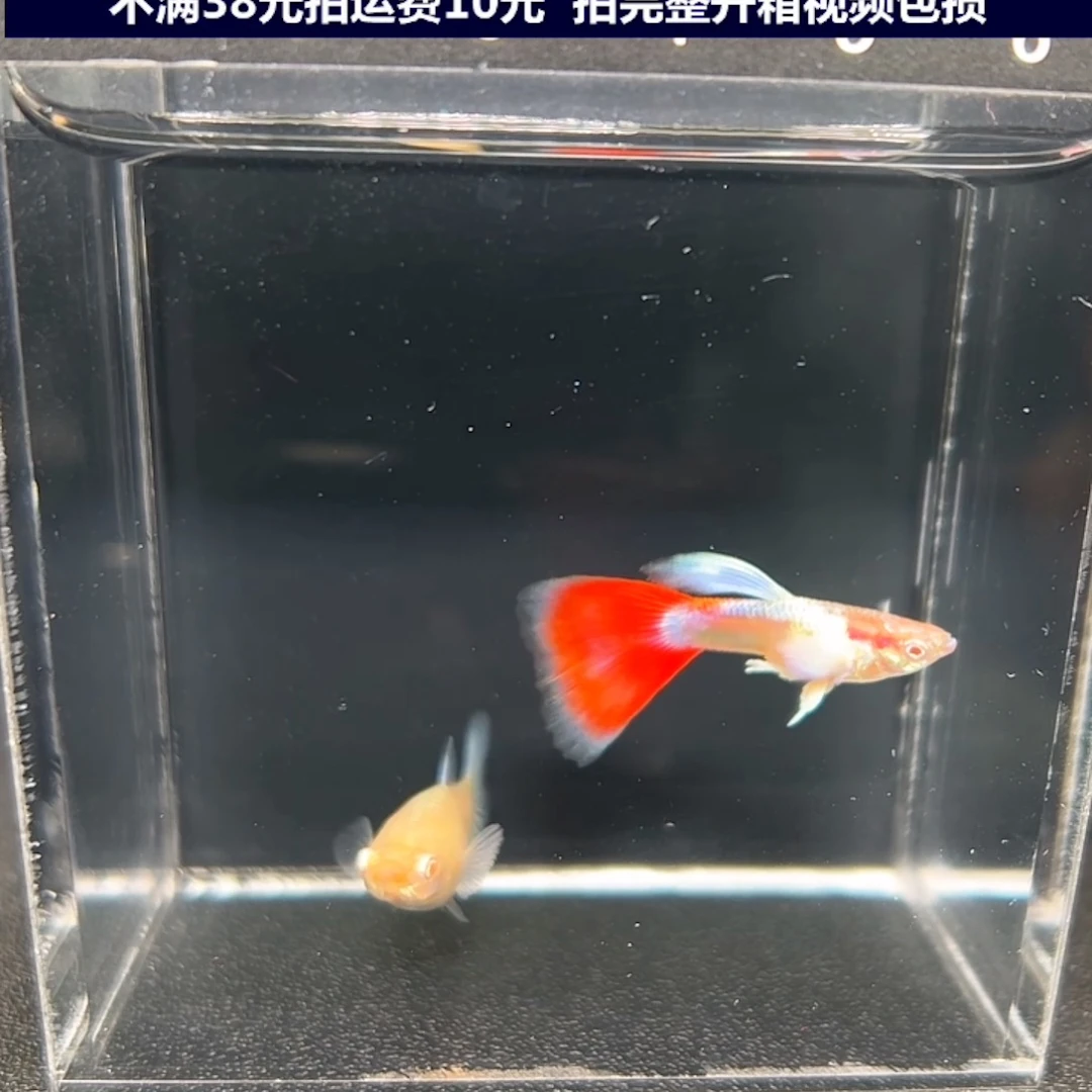 孔雀鱼火烧云飞船一对