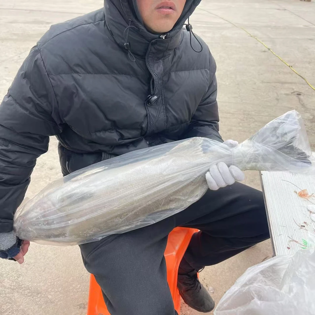 【张大庆】黄骅海鲜海鲈鱼11斤左右