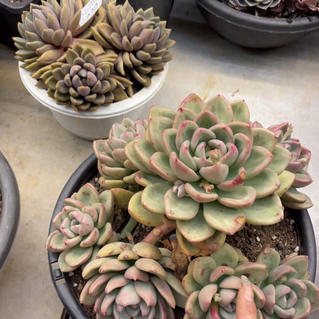 黑大帅多肉230奶油