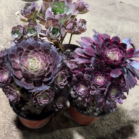 541多肉植物组合