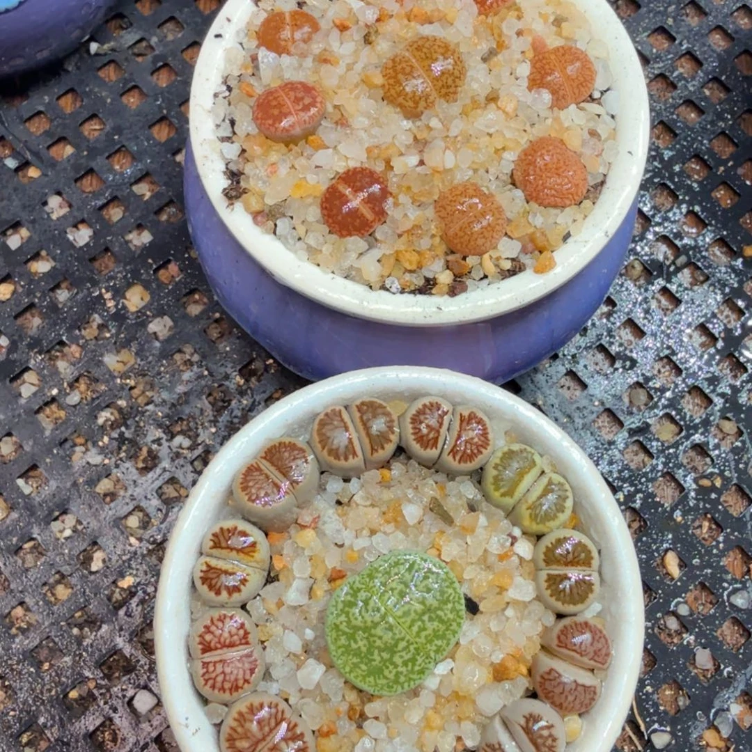 《***袋多肉植物和植物等植物530