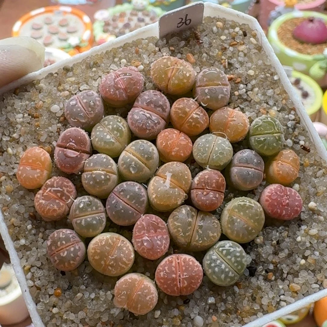 1216-041橄榄彩套生石花