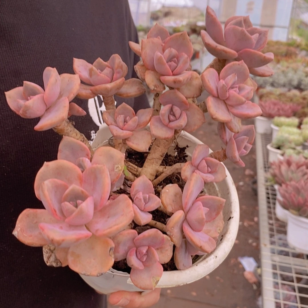 彩虹糖整桩整群老桩