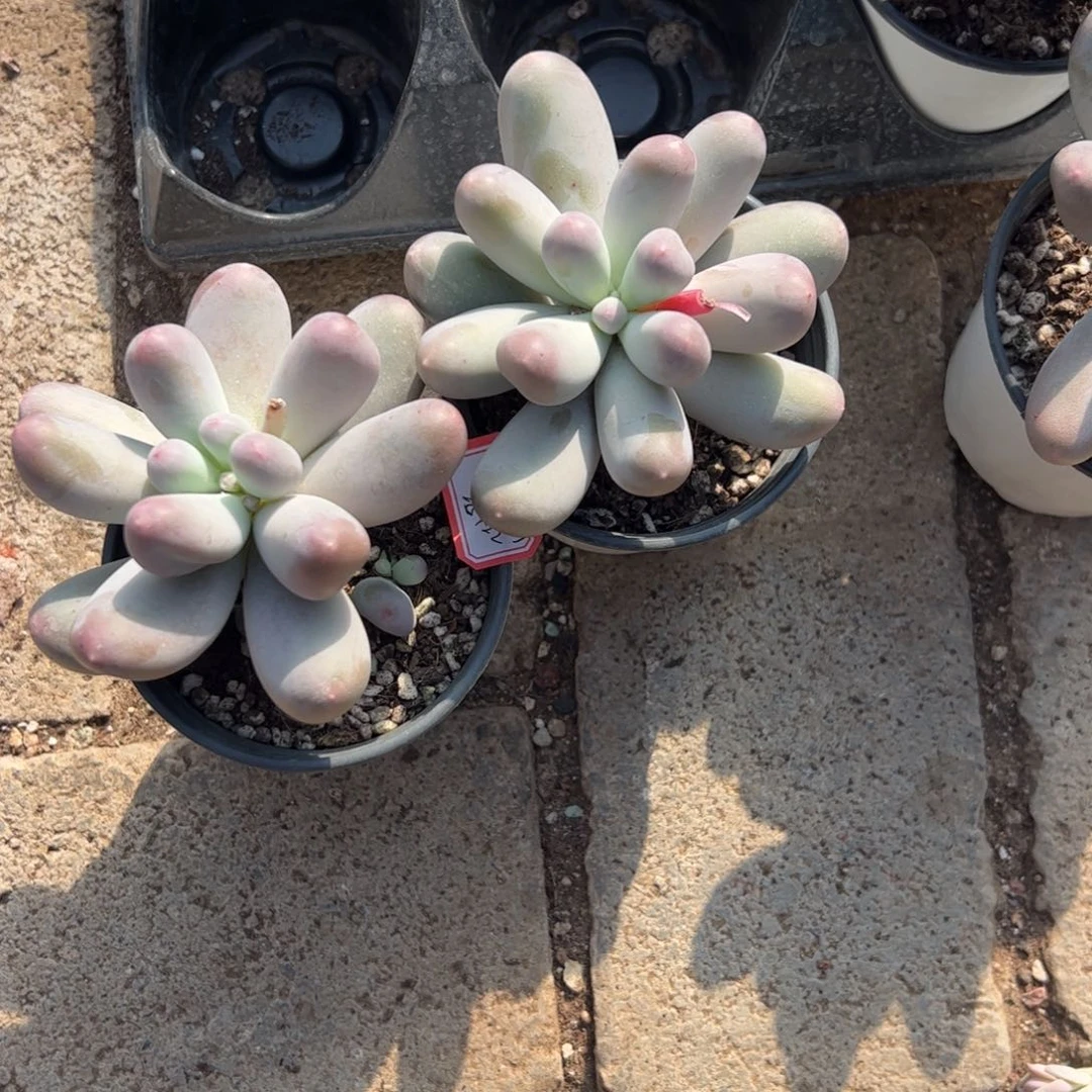 多肉植物多肉植物