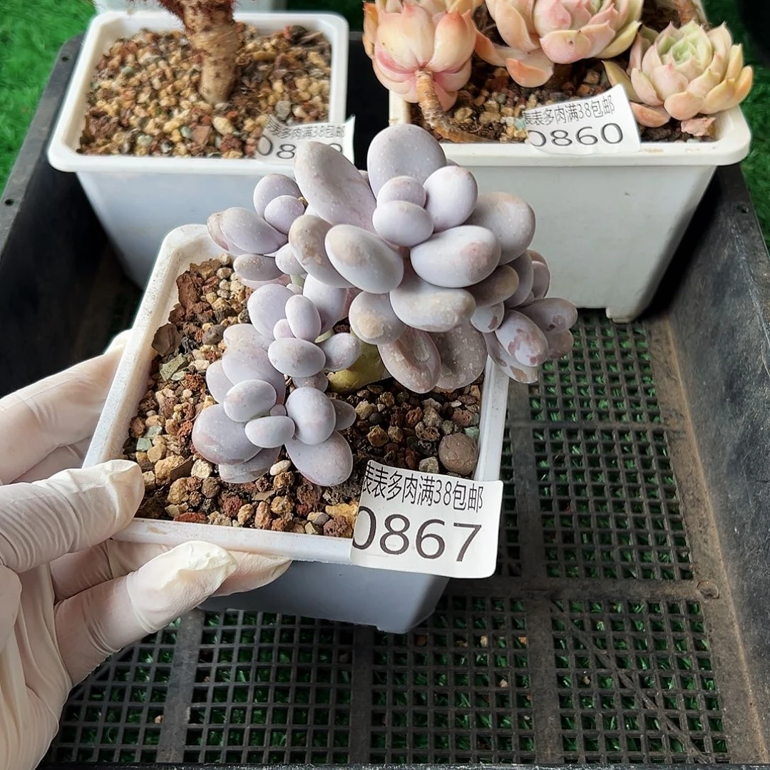 无花朵多肉一物一拍植物0869