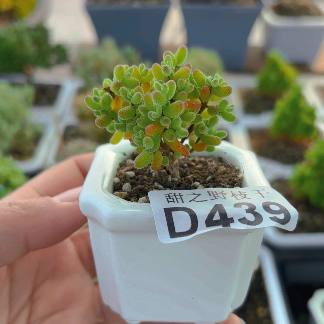 开播福利金橘带盆439。