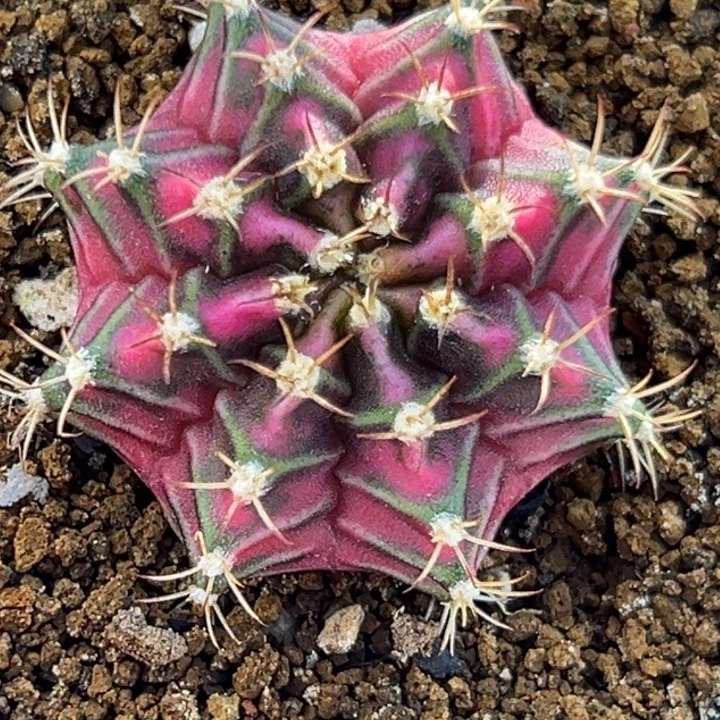 粉钻优选实生米哈22