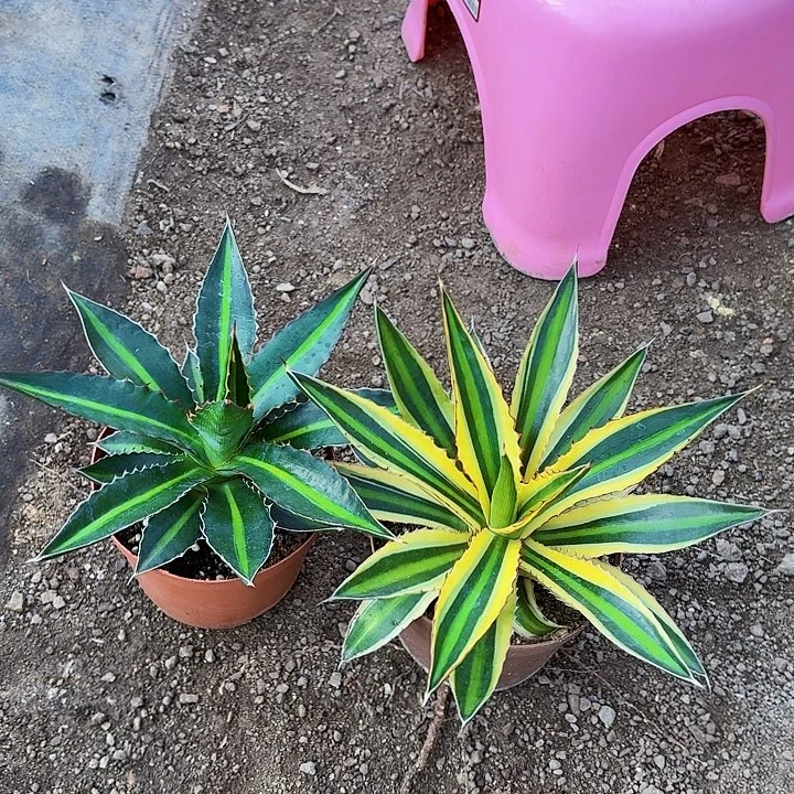 断***点完全开放五色万代组合裸根