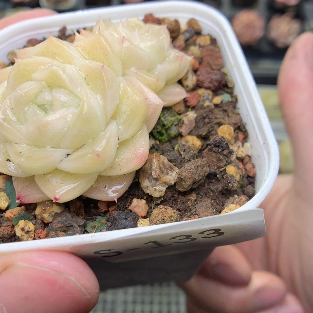 S133y y y y y y y y y y