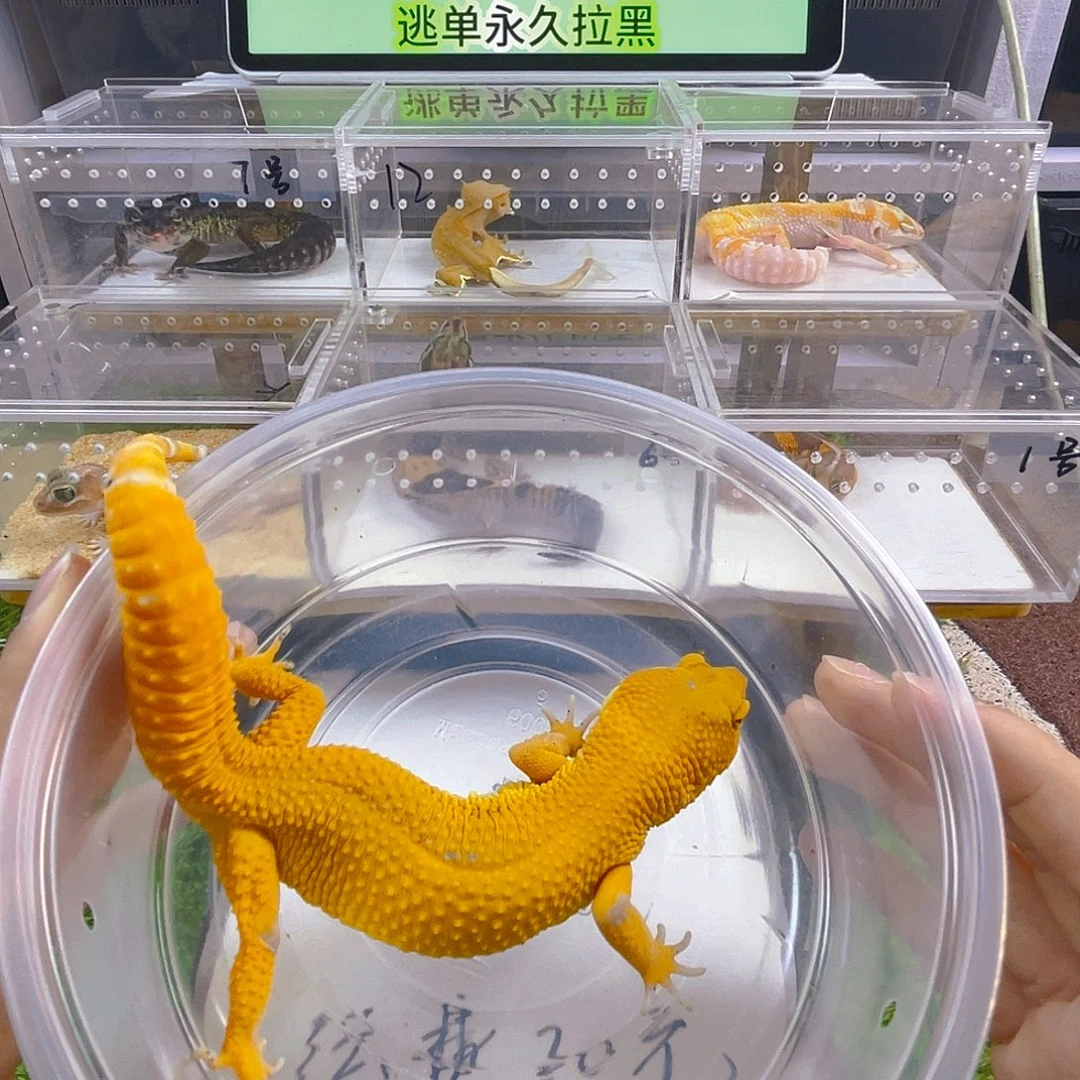 豹纹守宫守宫高考可爱迷人