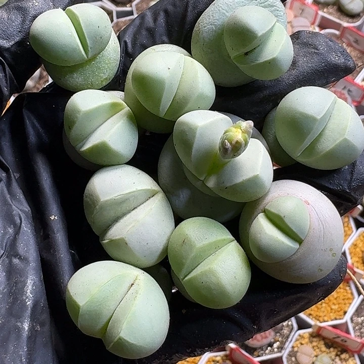 生石花1111111。   115