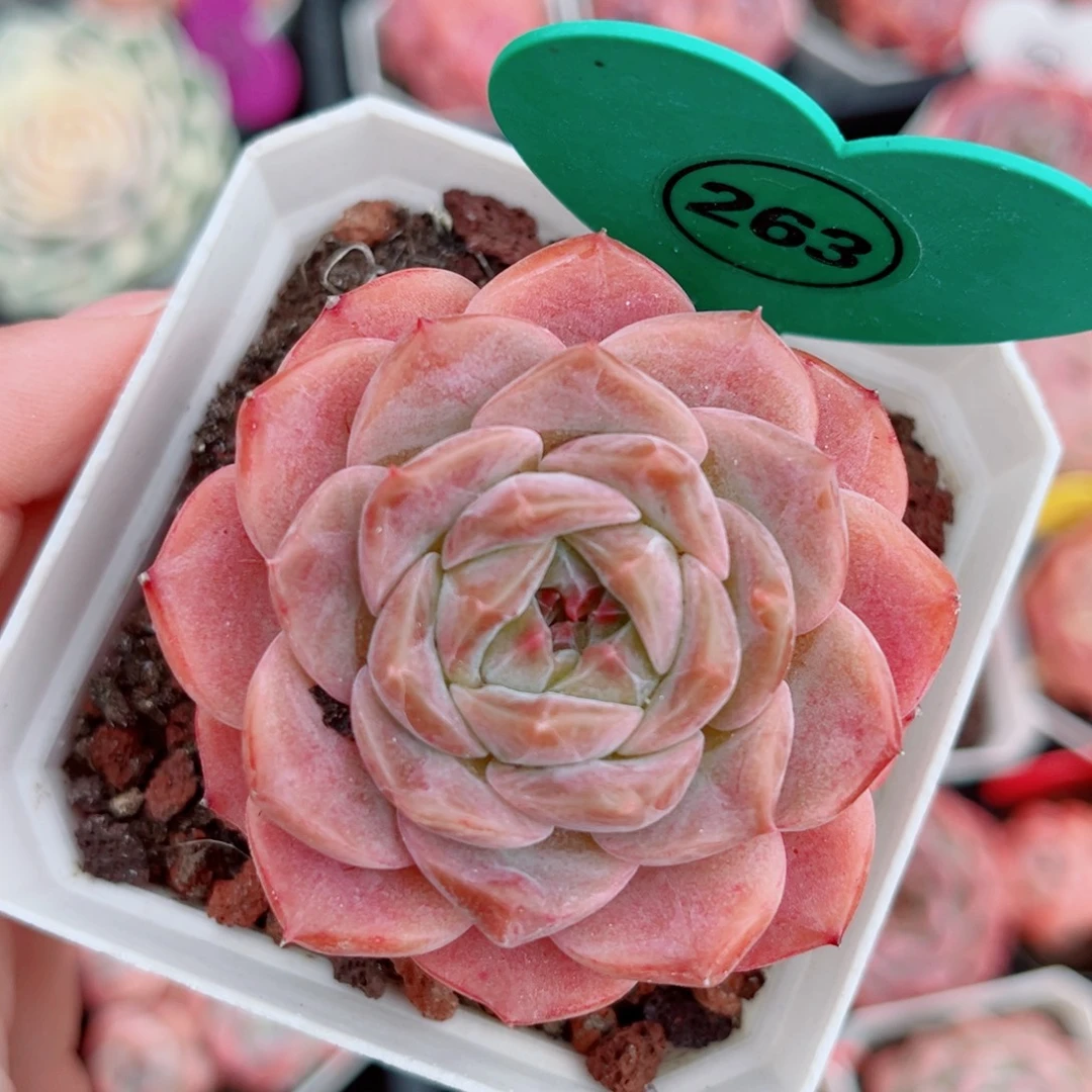 263号小老桩糖心单头