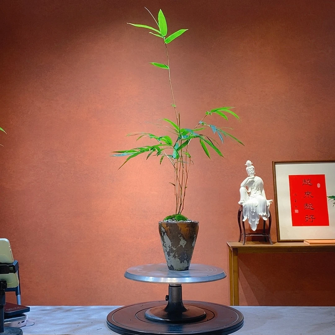 T***～无花朵老桩精品竹盆景作品