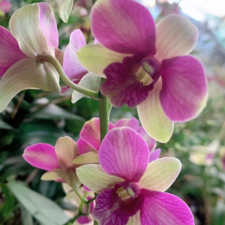 完全开放复古色兔莉莉大小2苗裸根发叶上有青苔