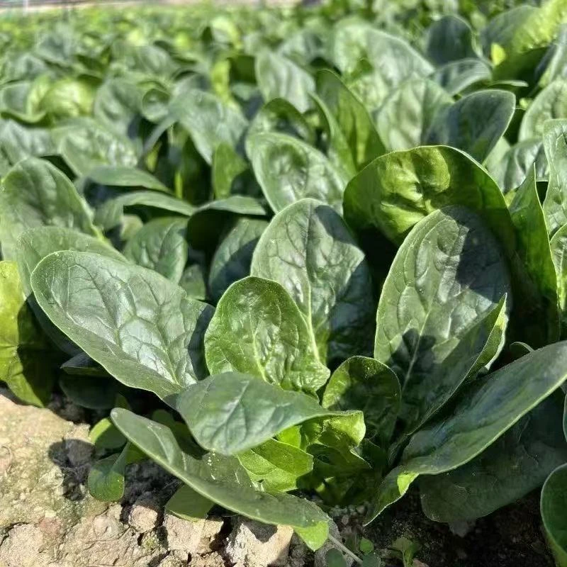 新鲜本地菠菜农家自种菠菜