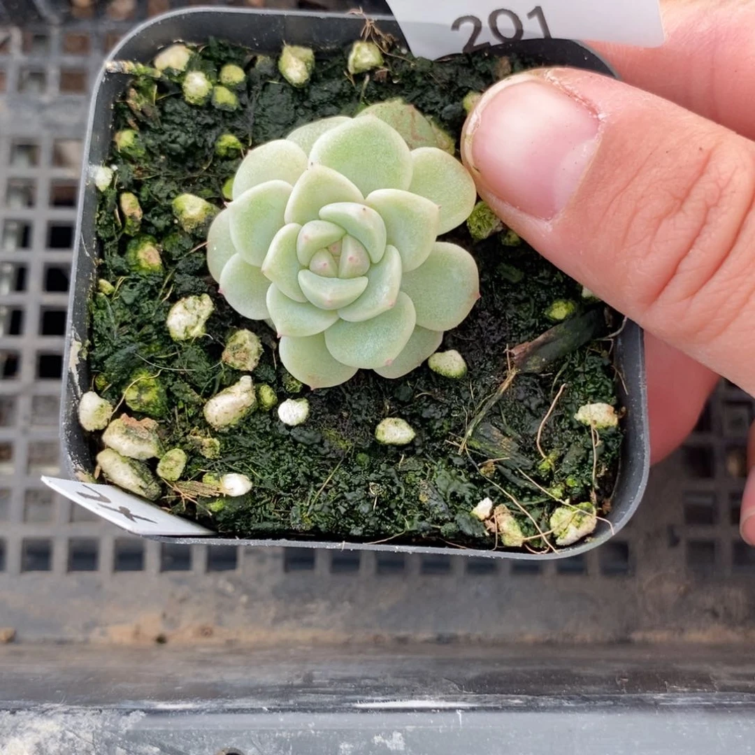 标签201相柳一个多肉