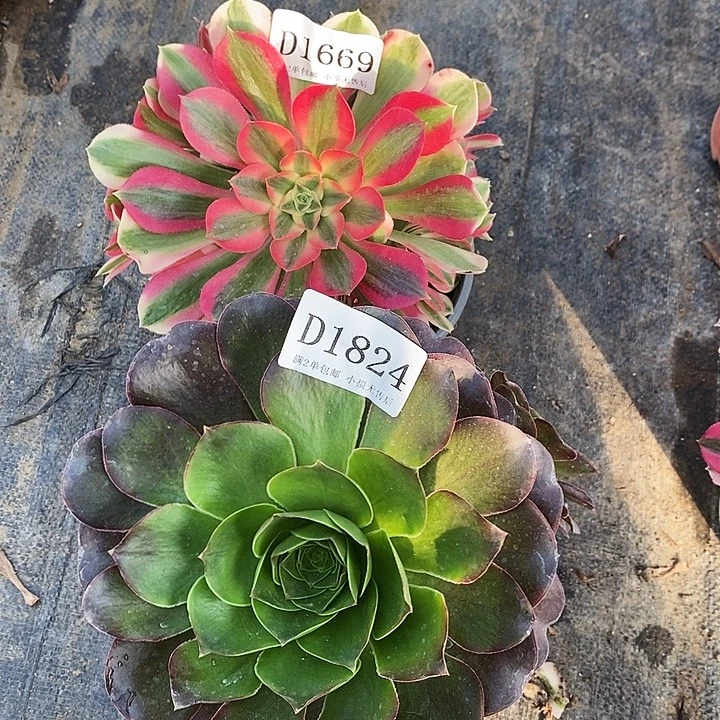 1669、1824女巫玫瑰多肉2颗不周正