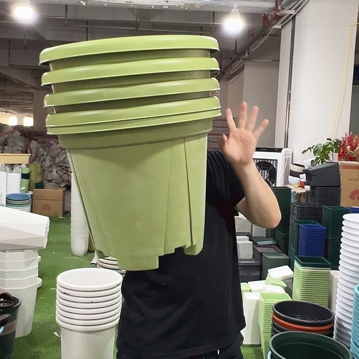 青山口40高35果绿色5个无托