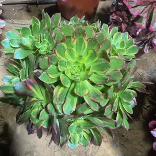 万黄法师9.9脱土发货