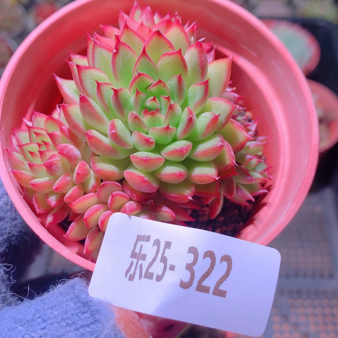 乐然25-322 女雏群 不包整