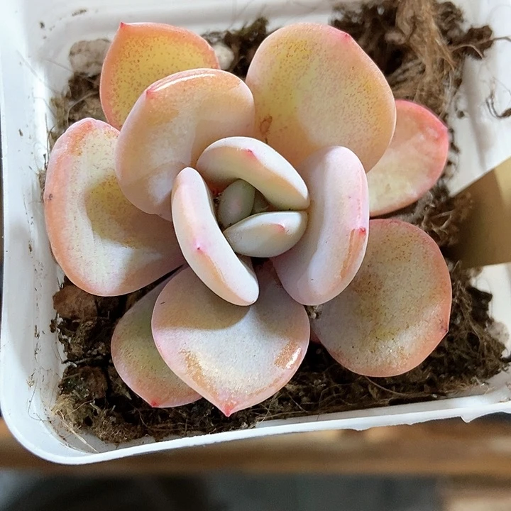 多肉植物韩版奶茶520