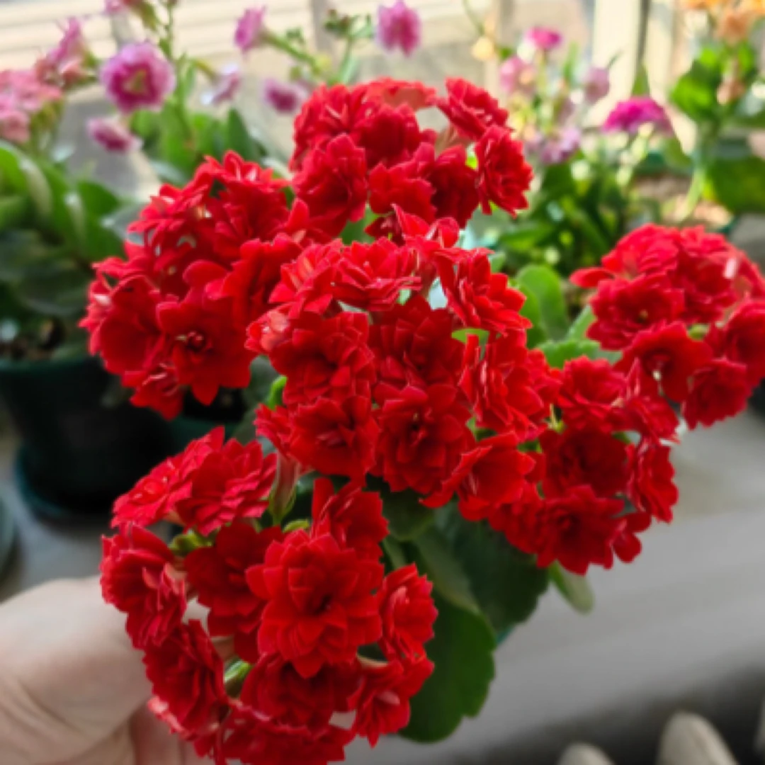 【鸿运】重瓣长寿花