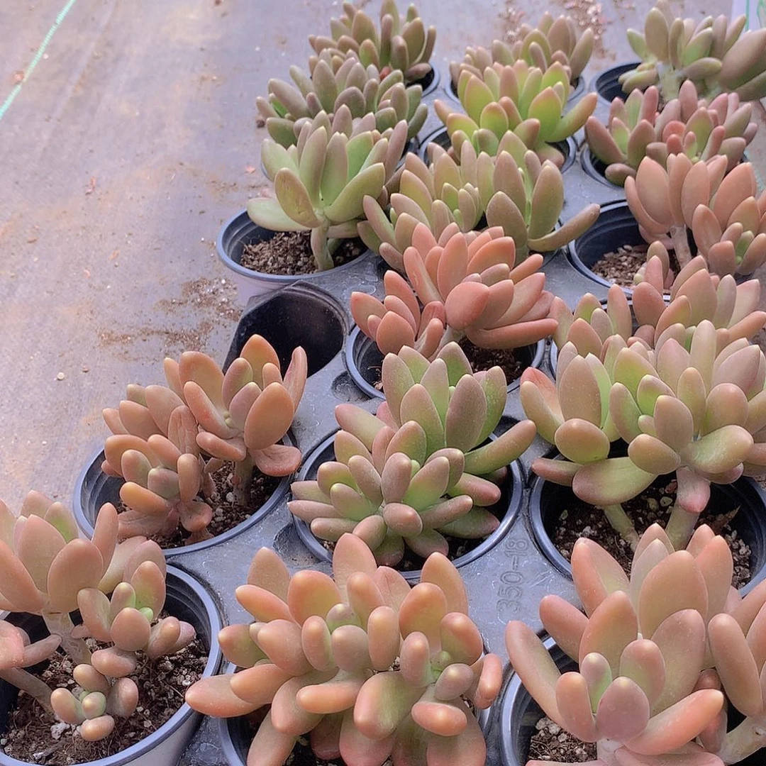 芒果奶群546464546444