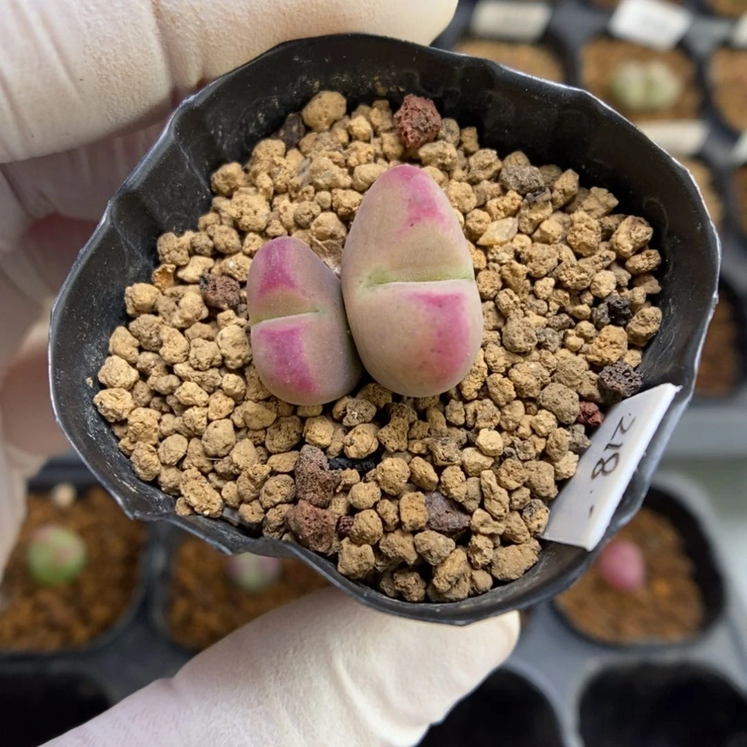 多肉植物肉锥杂交K-4512