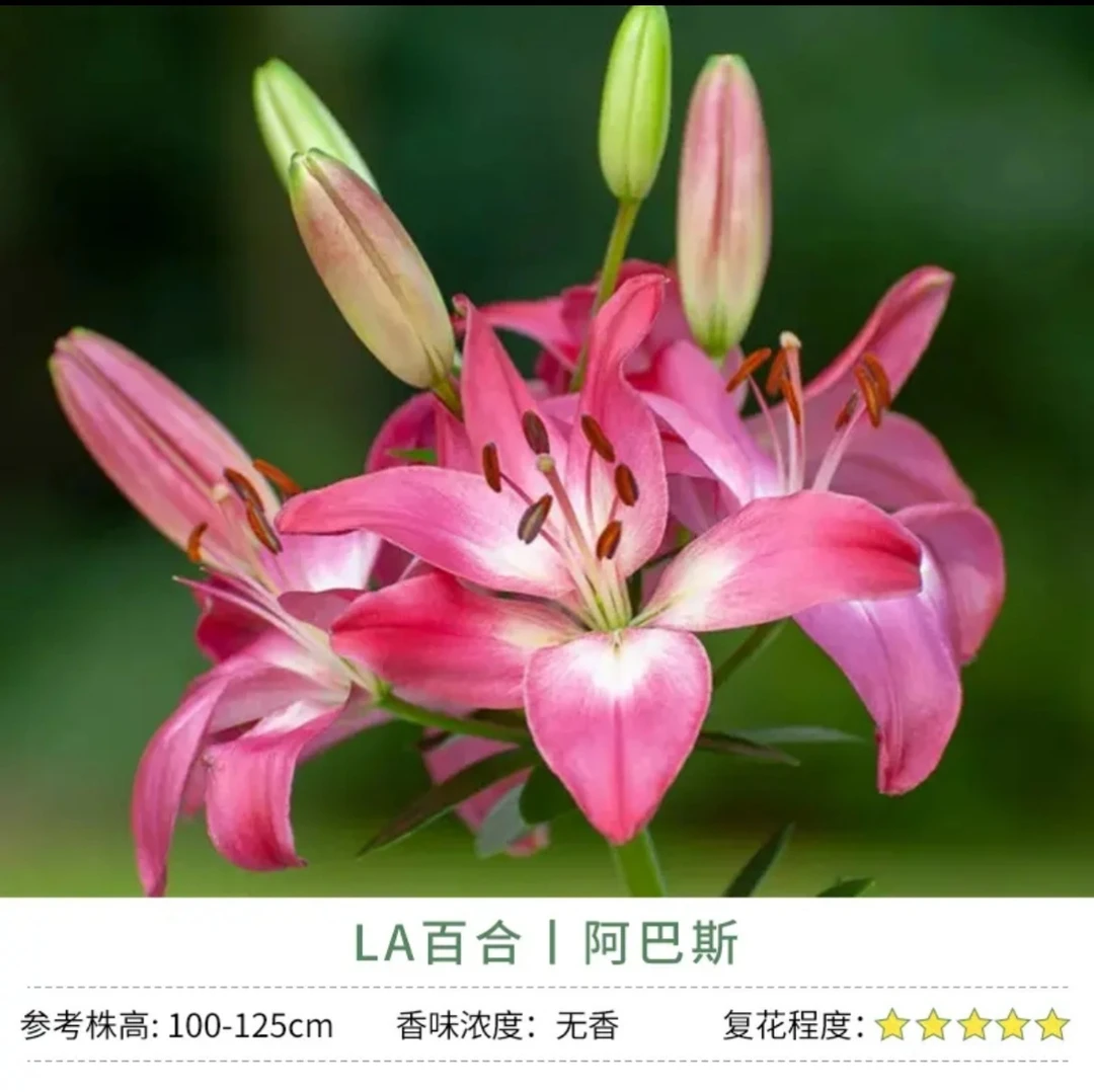 LA百合 阿巴斯 12-14cm(3球装）