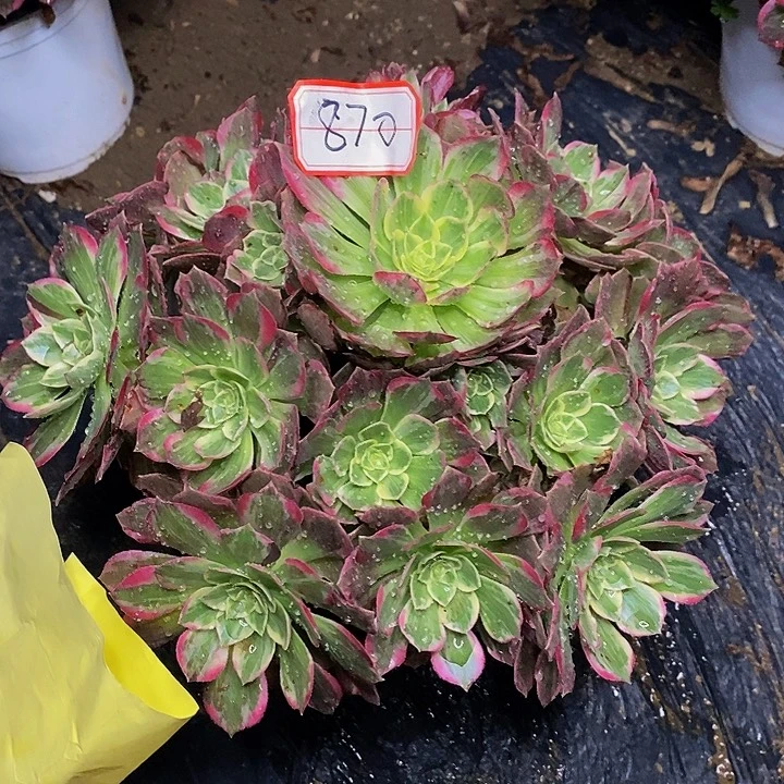 万花筒老桩捧花870号