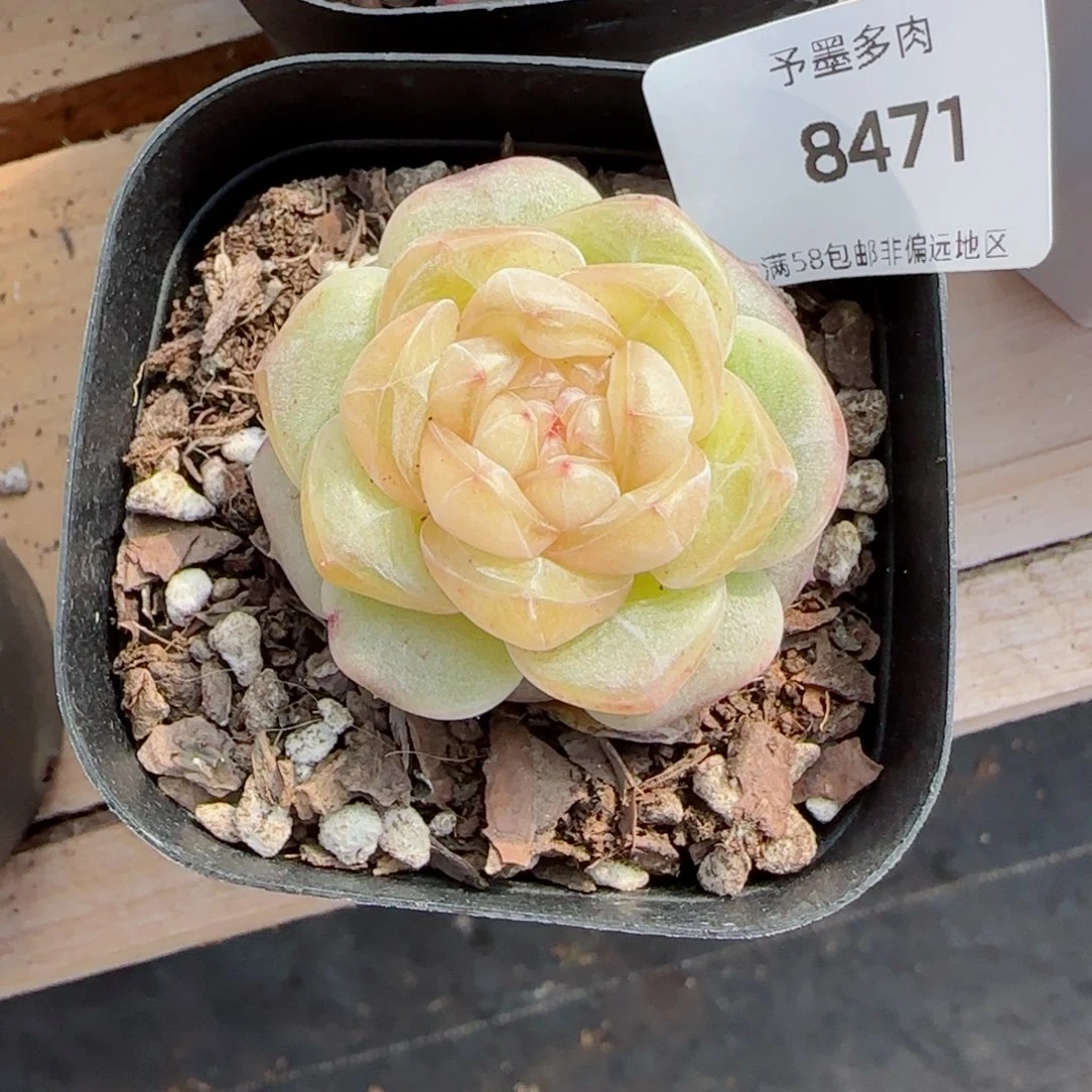 舟*珍妮，8471多肉植物