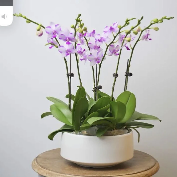 ｛紫水晶蝴蝶兰盆栽｝3.0加高杯（仅是苗子）