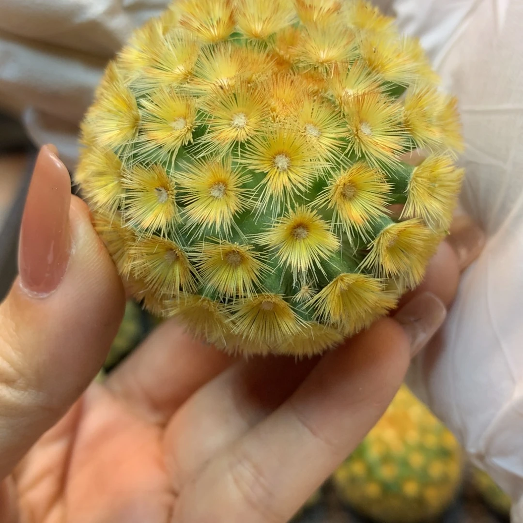 侧芽 泰系嘉文丸整体4公分起发 无根