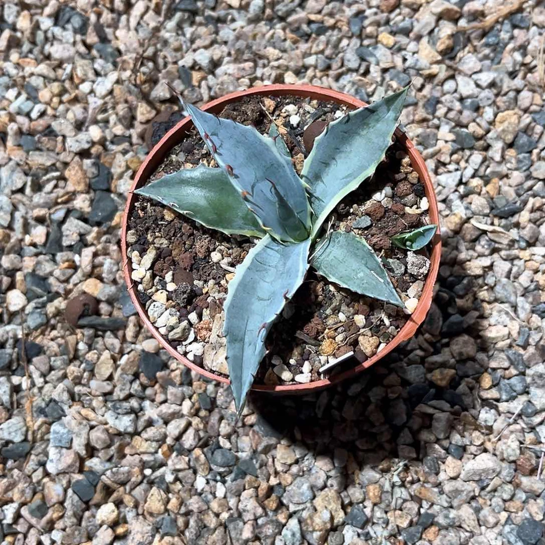 小*丽龙舌兰海洋之心30