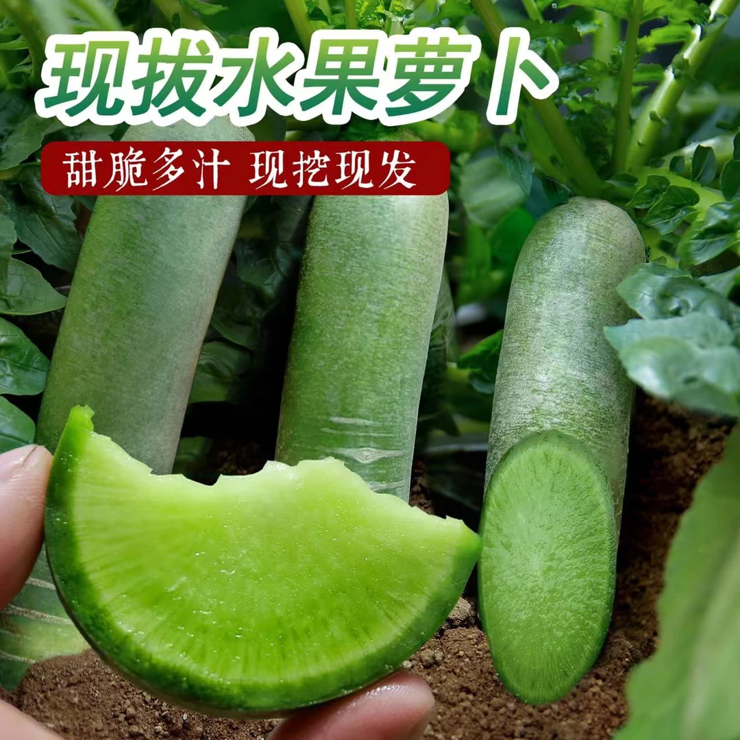 正宗水果萝卜现挖沙窝青萝卜绿青甜脆水果萝卜型生吃新鲜蔬菜