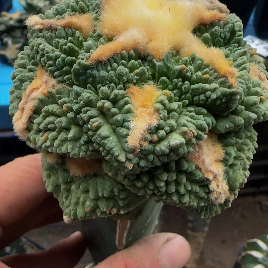 龟甲哥578仙人球开花