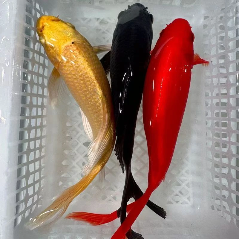 锦鲤活鱼金鱼活鱼观赏鱼冷水  1_50号