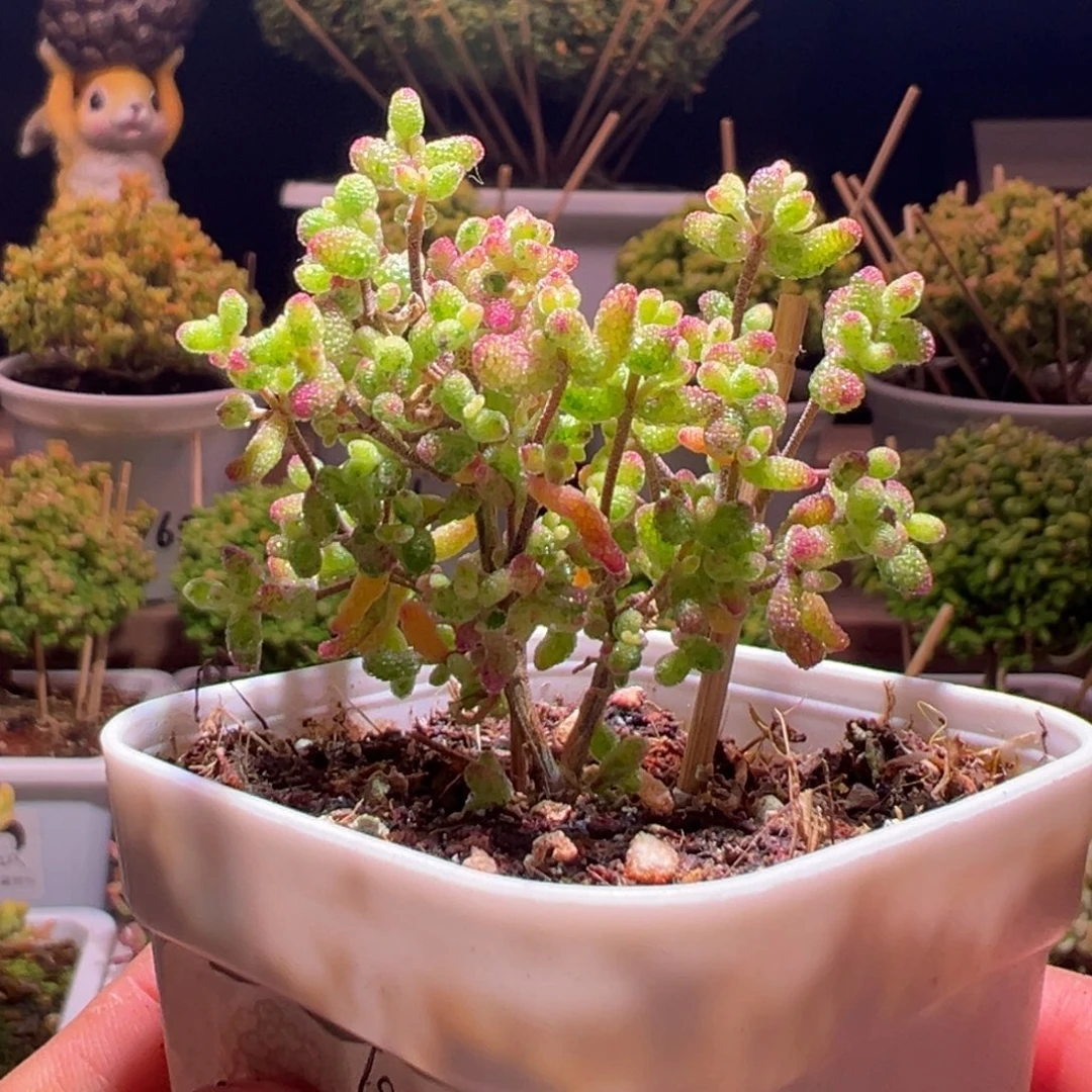 671花斑露一物一拍带盆土发货