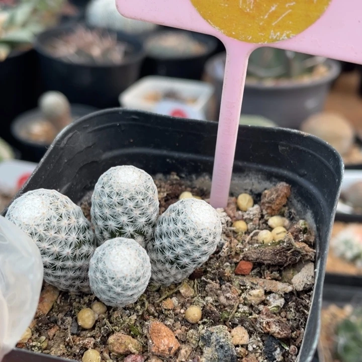 实生白鸟3054000000