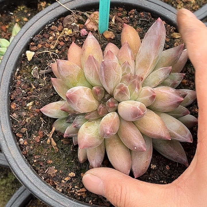 多肉植物重楼缀388