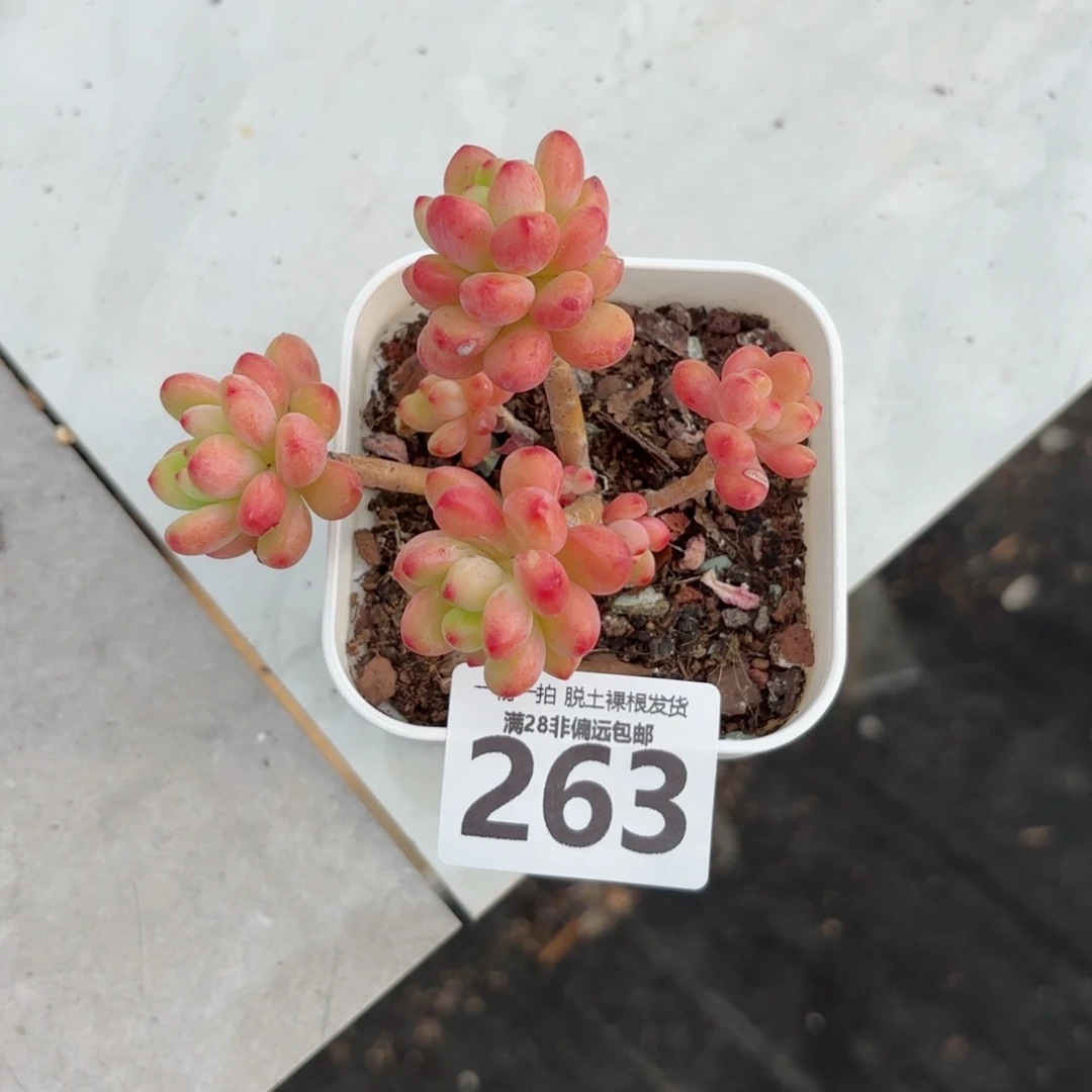 香格里拉老桩无盆土发货