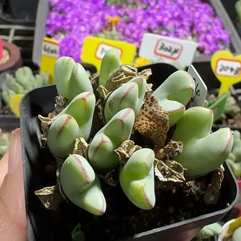 密密麻麻密密麻麻2152