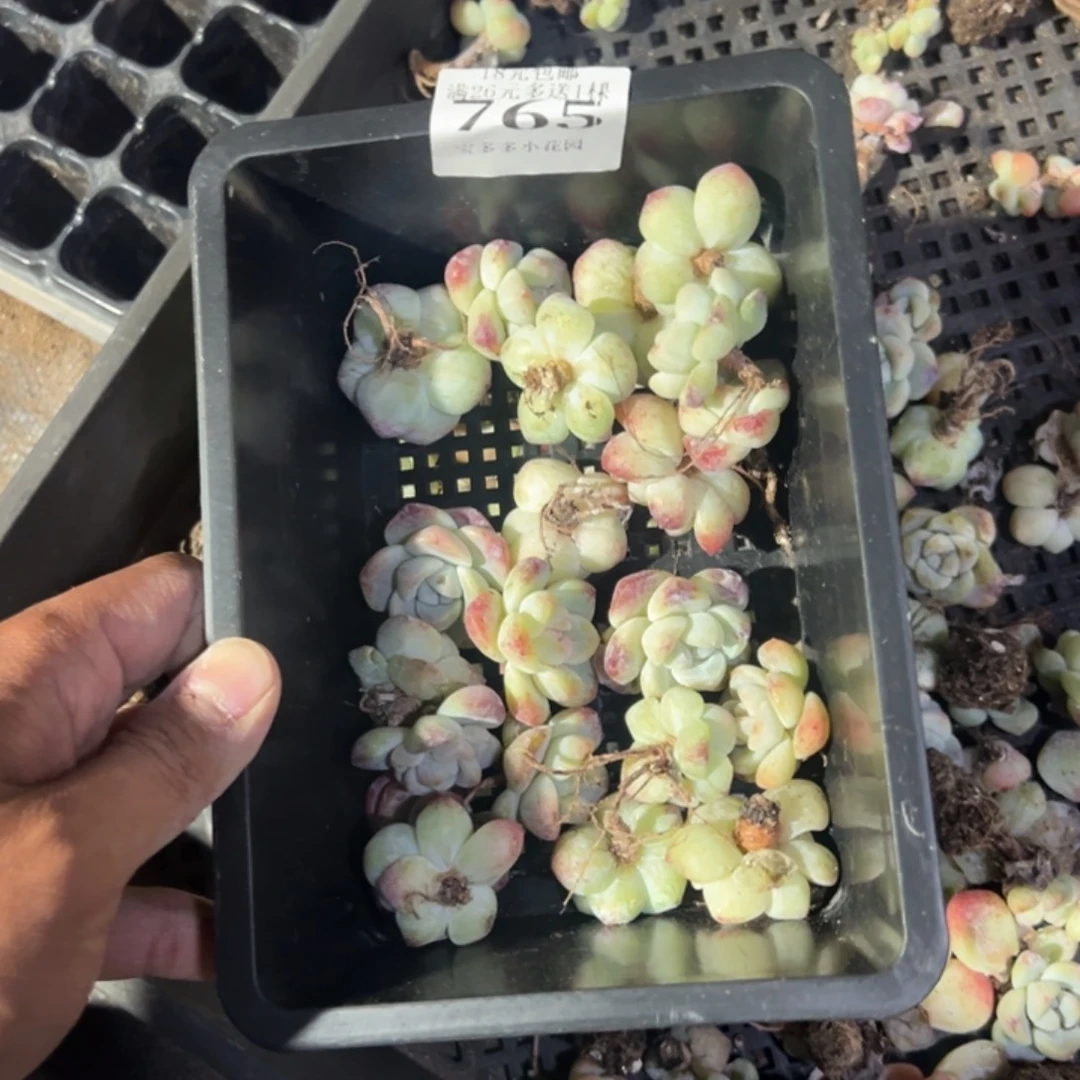 765号瑕疵冰玉到手21颗一物一拍