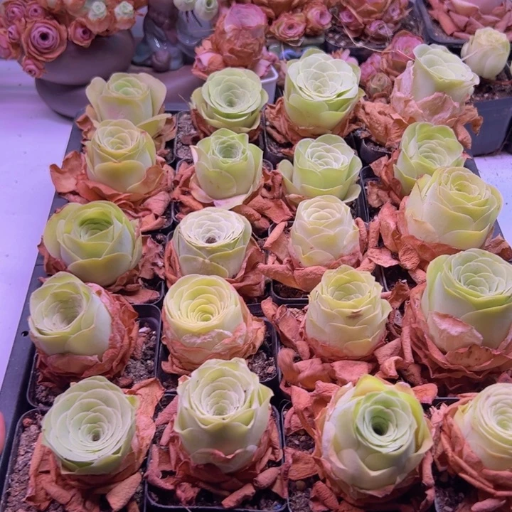 黄金玫瑰福利一颗满18包邮