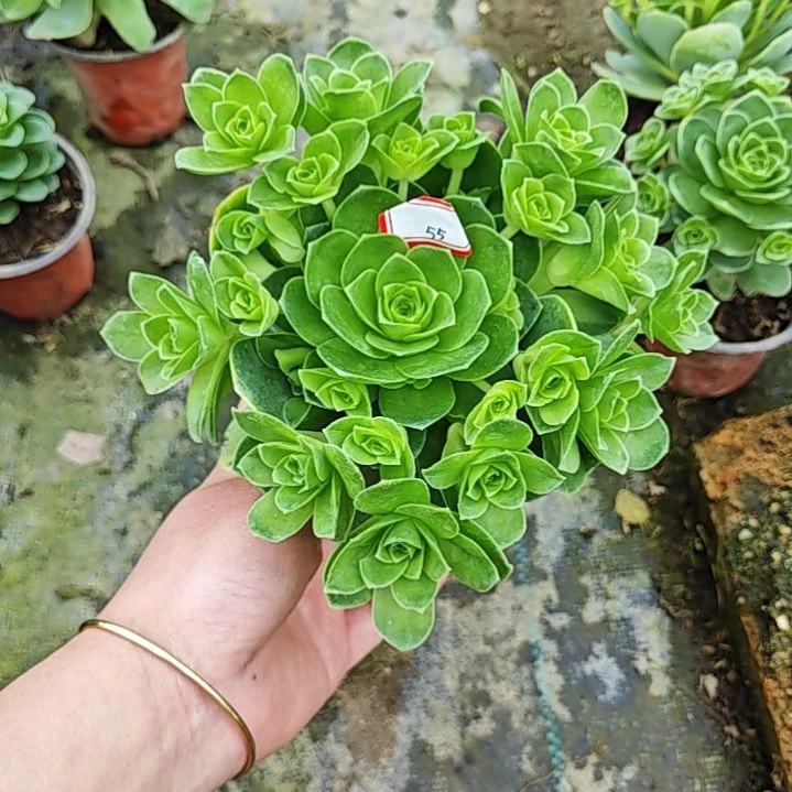 山地玫瑰多肉 55