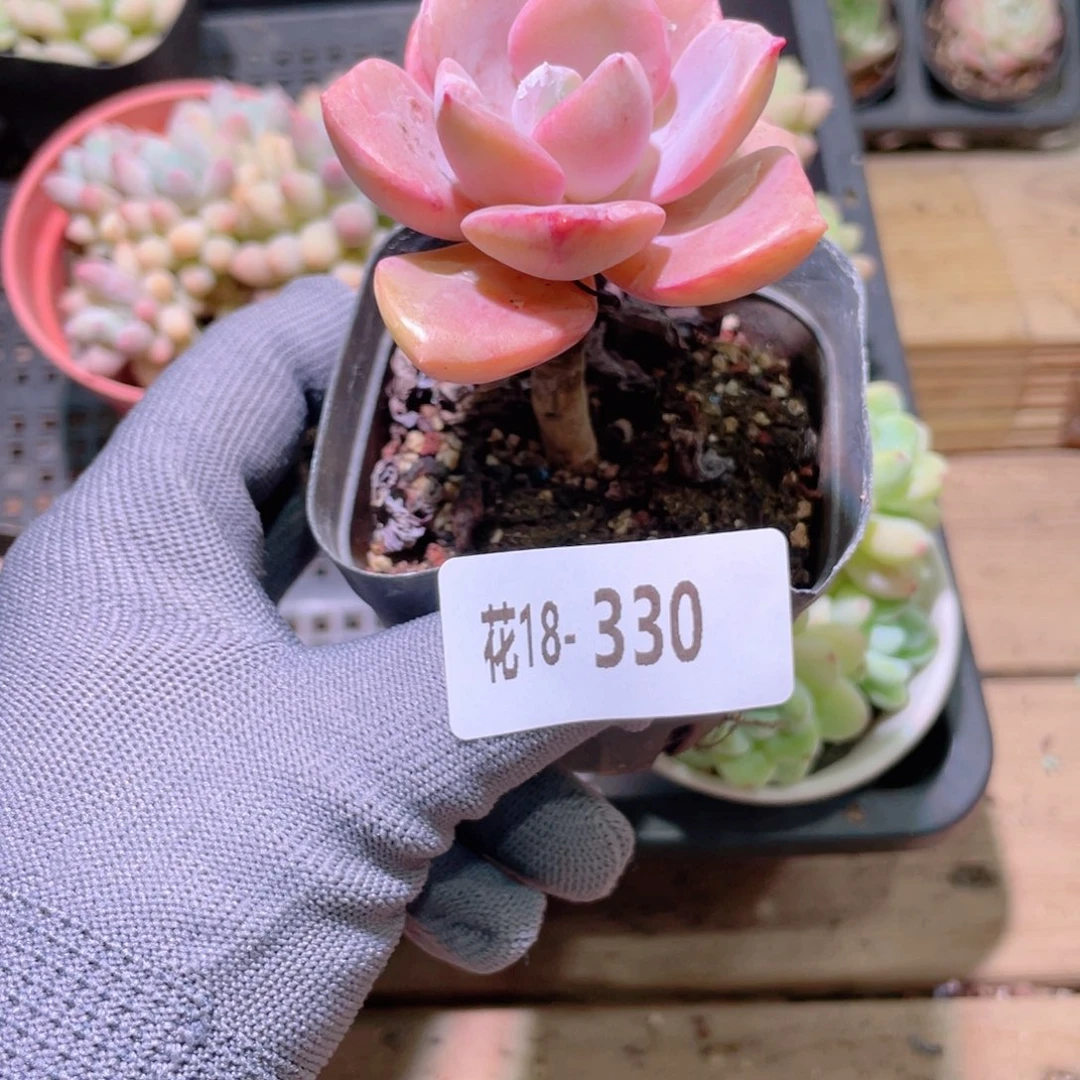 花利美18-330彩虹糖