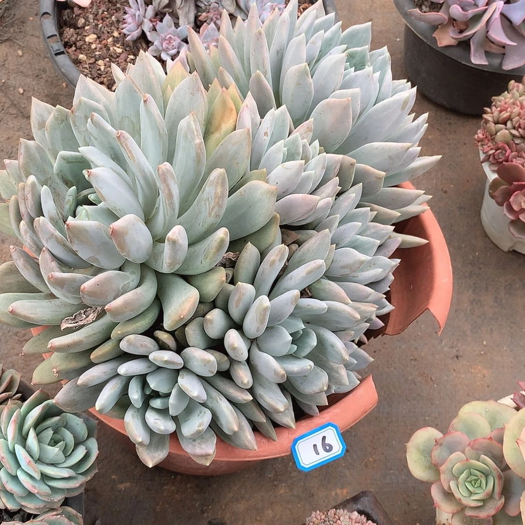 16胖美人 一物一拍多肉